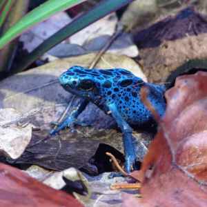Dendrobates Tinctorius Azureus