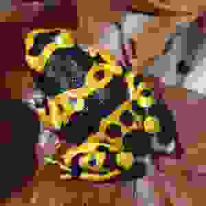 Dendrobates Leucomelas