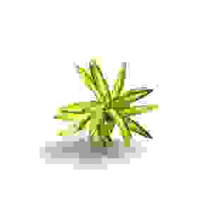 Neoregelia Burnsie's Spiral