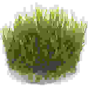 Taxiphyllum SP. Spiky