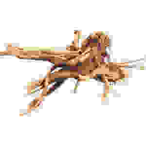 BIOART SPIDER  WOOD 10‐15 CM