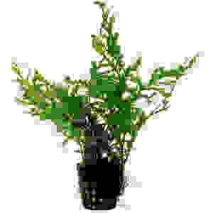 Bolbitis heudelotii 5 cm pot