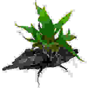 Hout microsorum pteropus maat ss