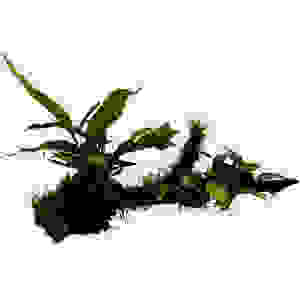 Hout anubias-microsorum-moss maat large