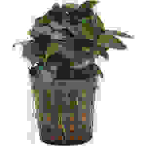 Anubias Nana Bonzai 5 cm pot