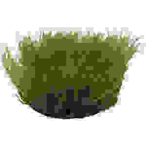 EASY GROW 58 LEPTODICTYUM RIPARUM