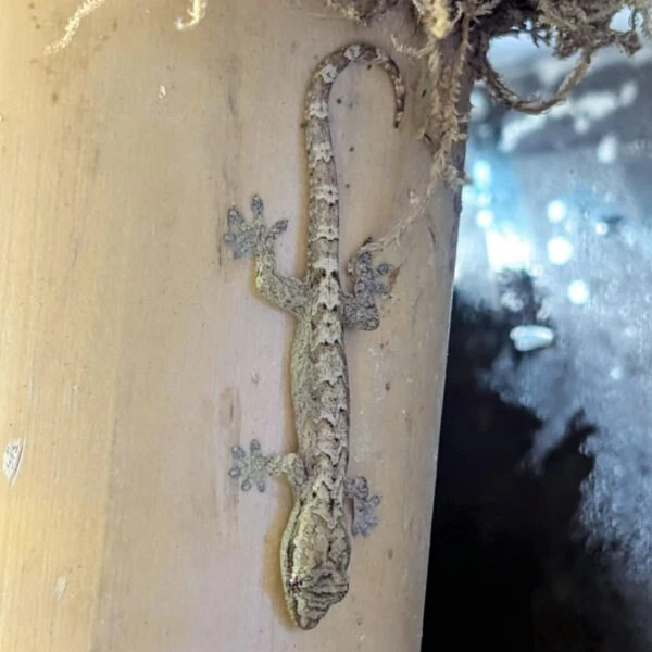 6fdb256c-6853-46a2-982a-a2dd09b71b8d