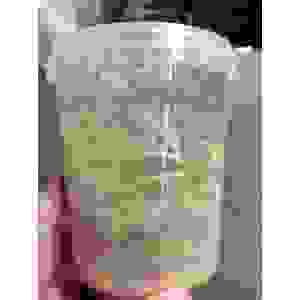 Fruitvlieg (Klein) Lopend