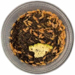 Porcellio Pruinosus (Oranje)