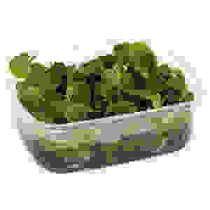 Bakje phyllantus fluitans