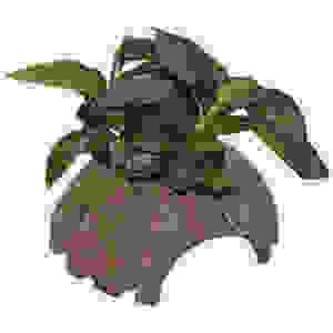 DECO COCONUT ANUBIAS