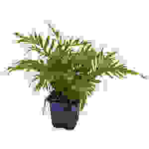 BOLBITUS HEUDELOTII 14 CM POT