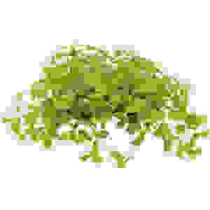 Micranthemum Monte Carlo