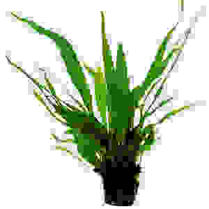 Microsorum pteropus (Java varen)