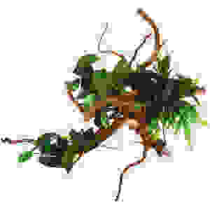 SPIDER WOOD SIZE S MET PLANTEN