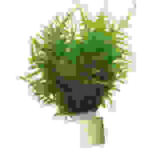 Vesicularia dubyana (Java mos)