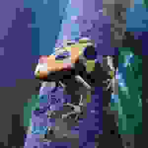 Dendrobates Tinctorius ''La Fumee''