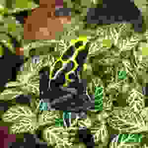 Dendrobates tinctorius "Nominaat"