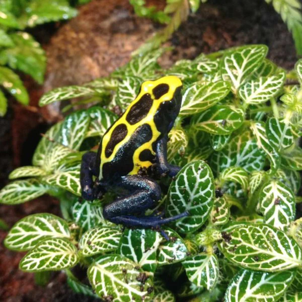 Dendrobates Nominaat6