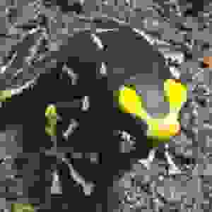 Dendrobates tinctorius “Oelemarie”