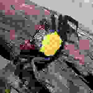 GEOSESARMA DENNERLE 2-2.5CM