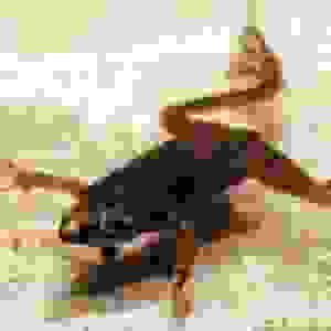 HYMENOCHIRUS BOETTGERI 1,8-2,3CM