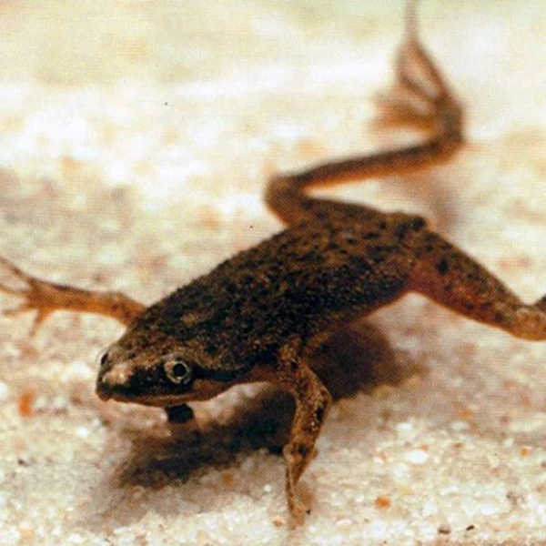 HYMENOCHIRUS BOETTGERI 1.8-2.3CM