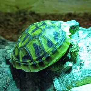 Griekse Landschildpad