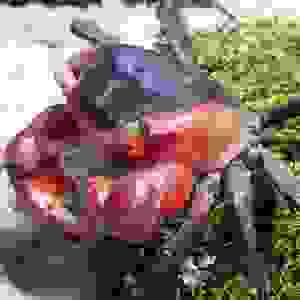 METASESARMA AUBRYI 2-3CM