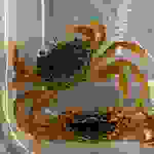 PARATHELPHUSA PANTHERINA 3-3,5 CM