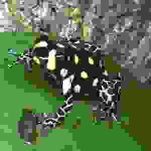 Ranitomeya Vanzolinii