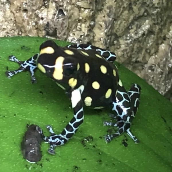 Ranatomeya vanzolini