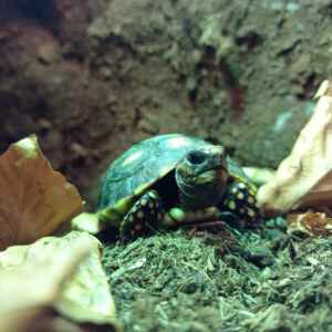 Kolenbrander Landschildpad