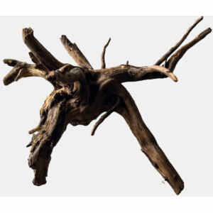 Black Spiderwood S