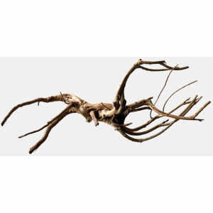 Black Spiderwood L