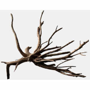 Black Spiderwood M
