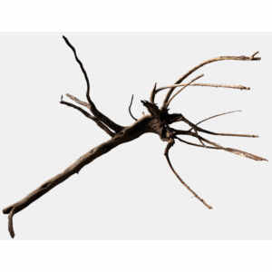 Black Spiderwood Xl