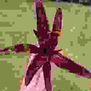 Neoregelia Hera var 'Little Bright'