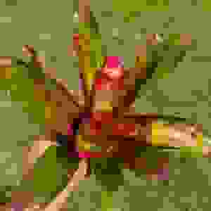 Neoregelia 'Red Goodies'