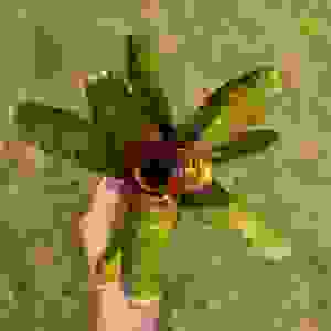 Neoregelia 'Screaming Tiger'