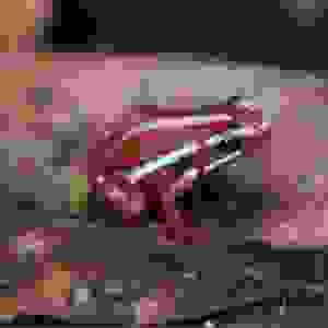 Epipedobates Anthonyi 'Santa Isabel'