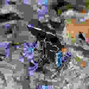 Dendrobates Tinctorius "Grijspoot"