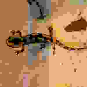 Vuursalamander (Salamandra salamandra s. terrestis)