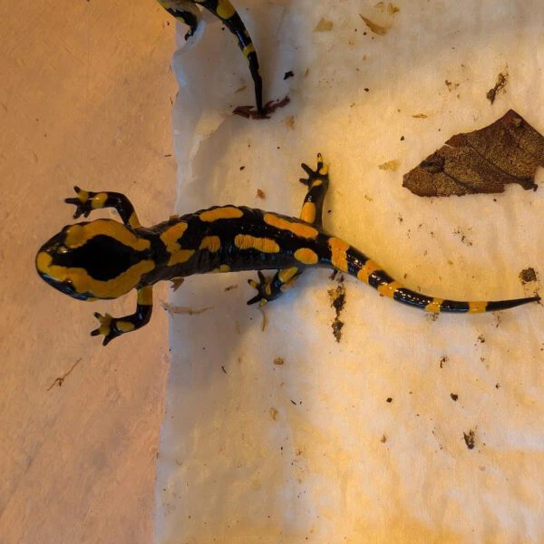 PXL_20250908_064526126