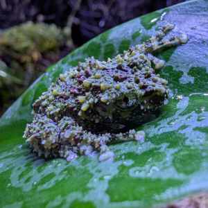 Moskikker (Theloderma Corticale)