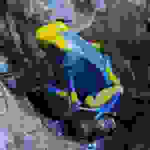 Dendrobates tinctorius “Tumucumaque”