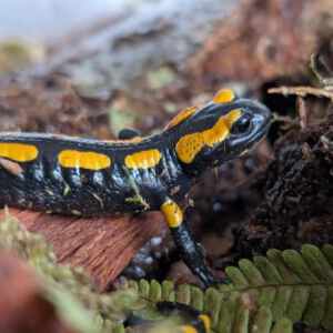 Vuursalamander S (Salamandra Salamandra S. Terrestis)