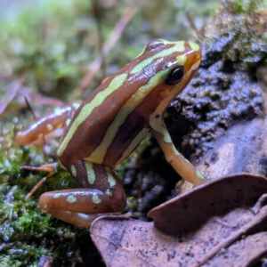 Epipedobates Anthonyi