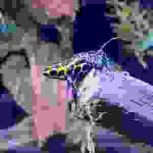 Ranitomeya Variabilis