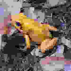 Phyllobates terribilis “Orange Blackfoot”